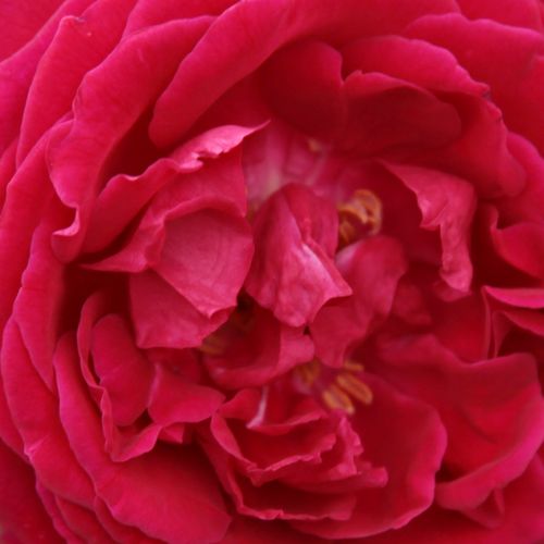 Rosa Gruss an Teplitz - rosa de fragancia intensa - Árbol de Rosas Floribunda - rosal de pie alto - rojo - Rudolf Geschwind- forma de corona tupida - Rosal de árbol con multitud de flores que se abren en grupos no muy densos.